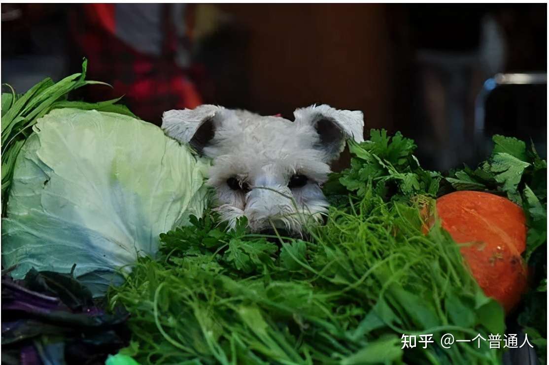 狗狗能吃的八种蔬菜 你知道哪些呢 知乎