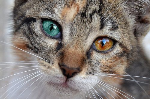 真的有绿色眼睛的猫吗