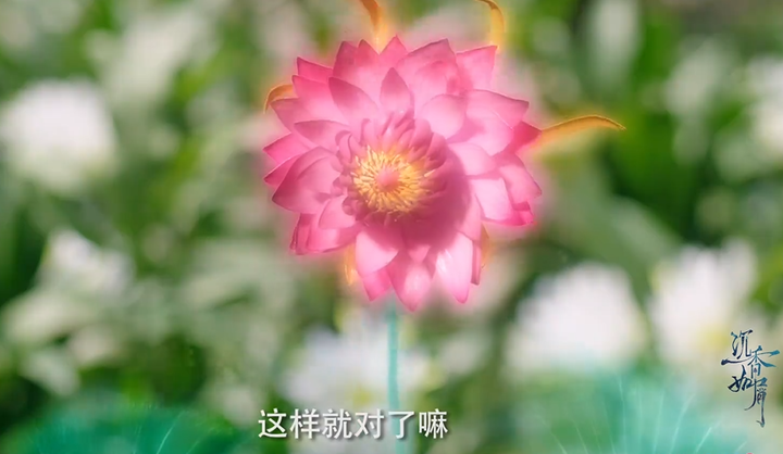 四叶菡萏是什么花（菡萏是一种什么花）