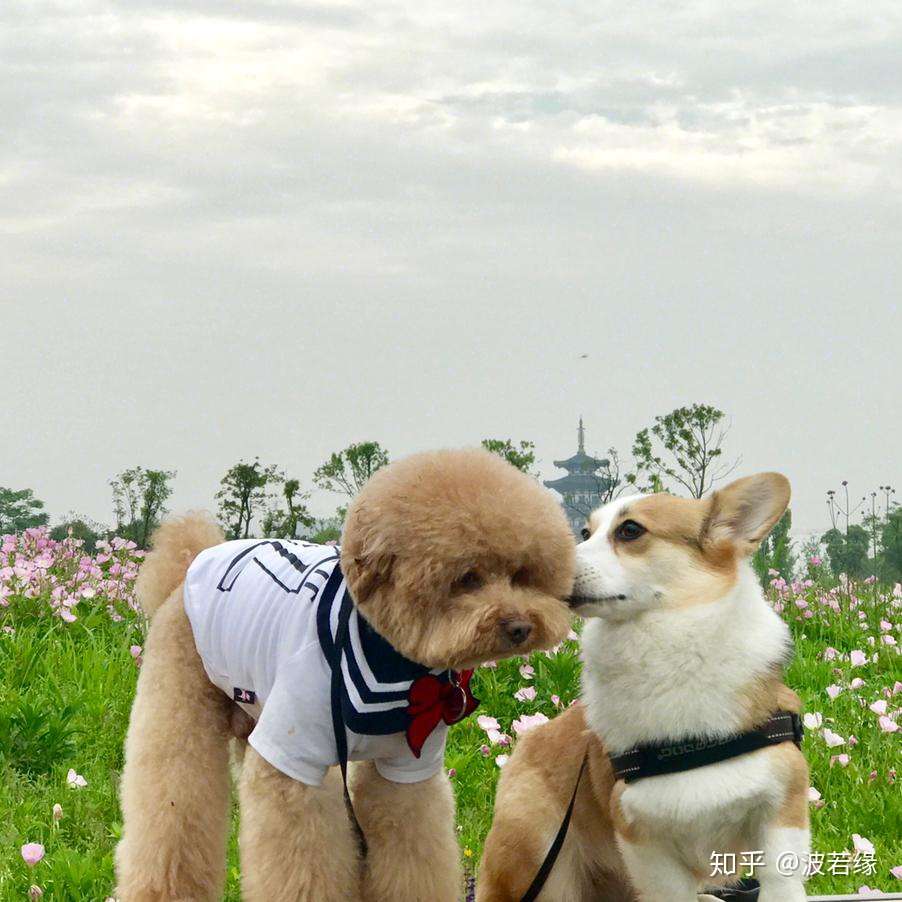 宠物大学问 长毛狗秋季美毛的黄金阶段 知乎