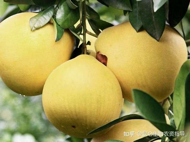 柚子壮果肥上什么肥好 柚子怎样让果实快速膨大 柚子果实增甜着色膨果防晒叶面喷施 调色师 知乎