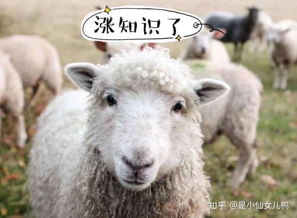 羊的瞳孔是方形 羊膻味从何而来 关于羊的6个冷知识 知乎