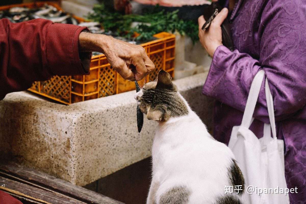 猫咪的sea Food禁忌小心吃错了会出大问题 知乎