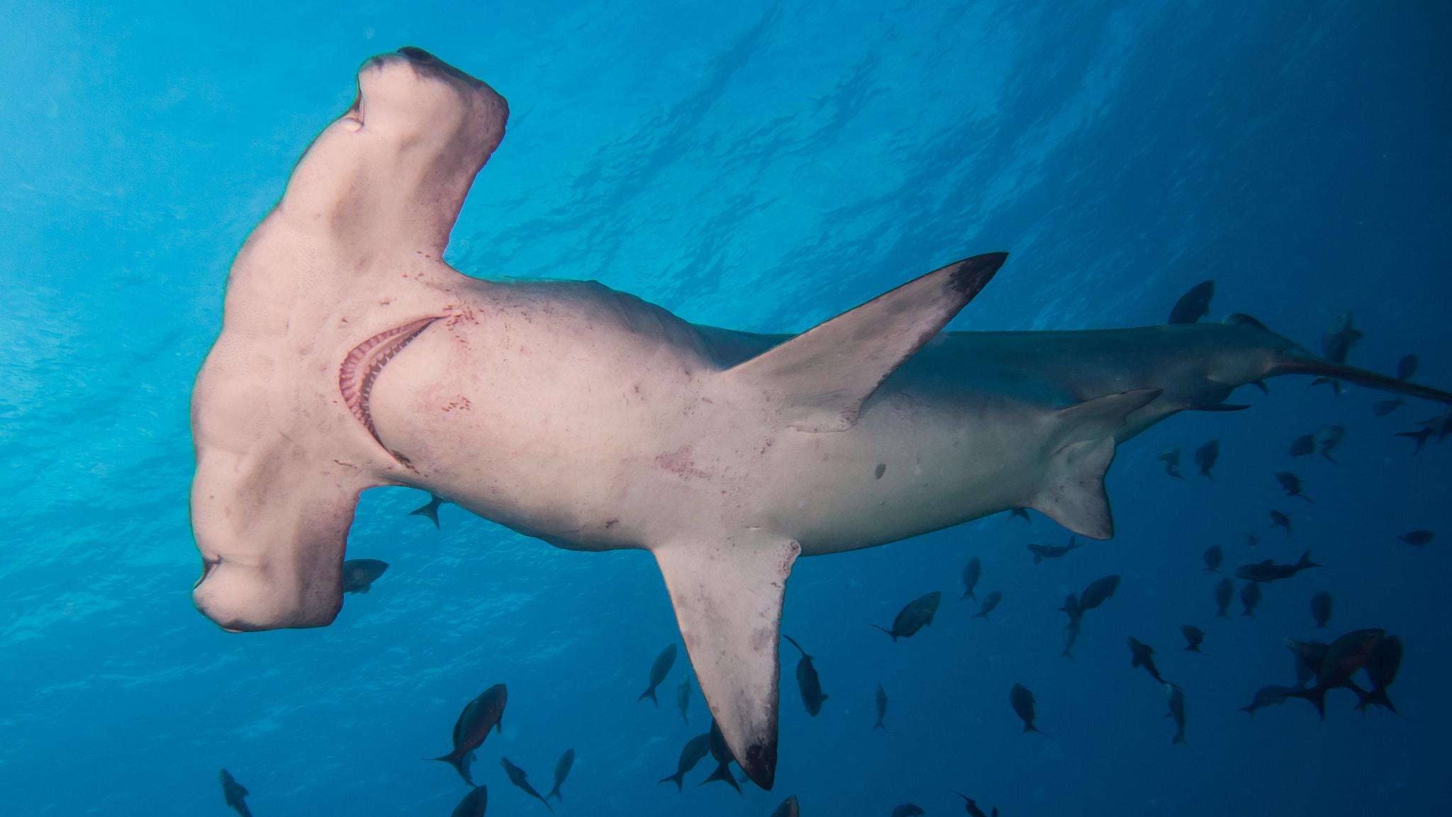 世界上最稀有的鲨鱼，绝对没见过恐怖！