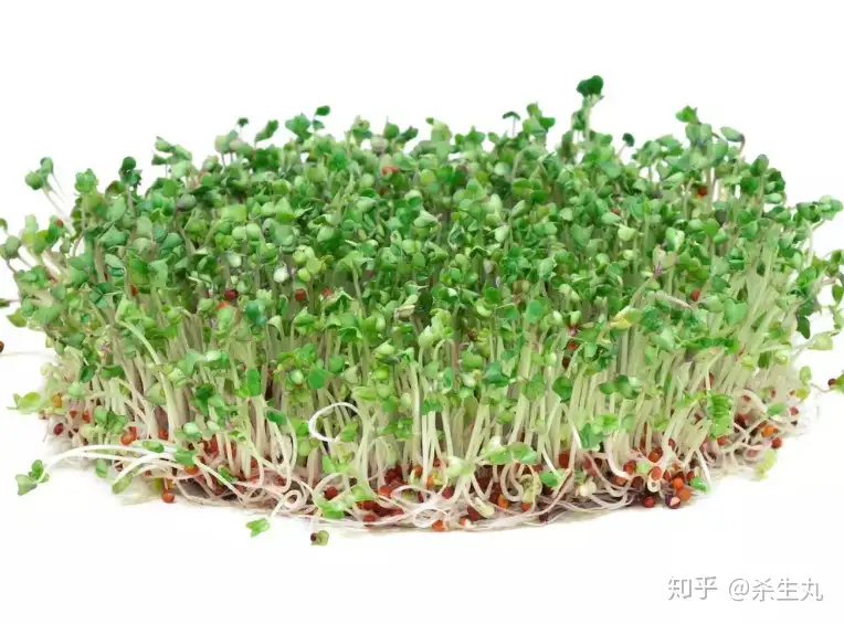 西兰花抗癌的秘密在于幼苗中超高含量的莱菔硫烷 知乎 西兰花抗癌的秘密在于幼苗中超高含量的莱菔硫烷 知乎
