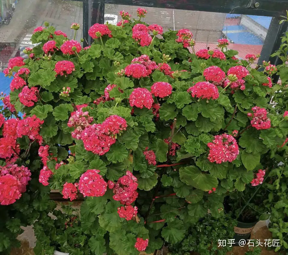 她养了1种 开花机器 一年花期180天 花朵 硬币 那么大 知乎