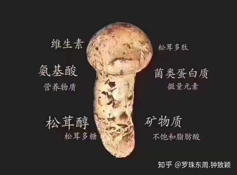 松茸物语 以人类的智慧 还无法征服一颗小小的松茸 知乎