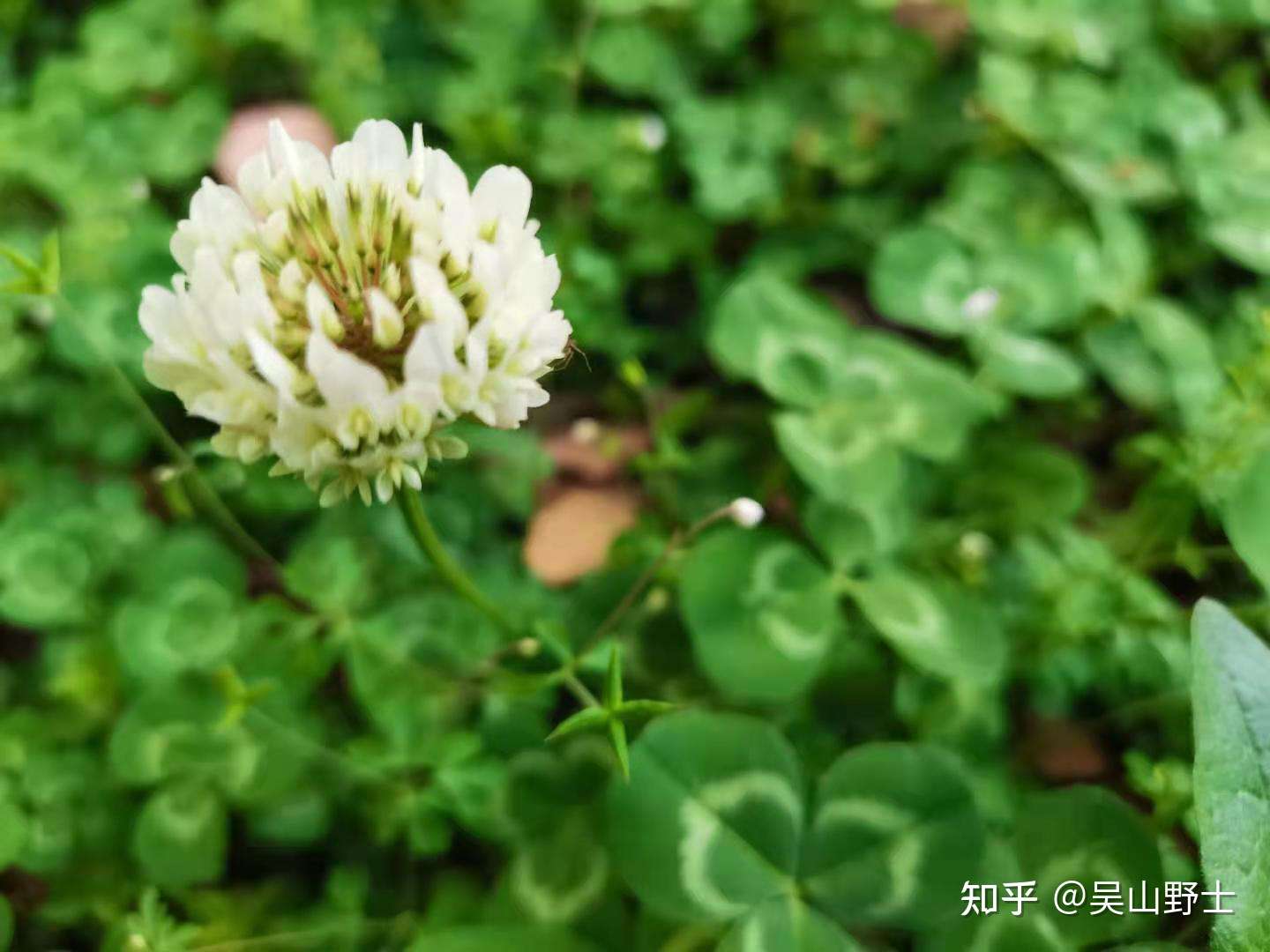 七绝 白车轴草 平水韵 知乎