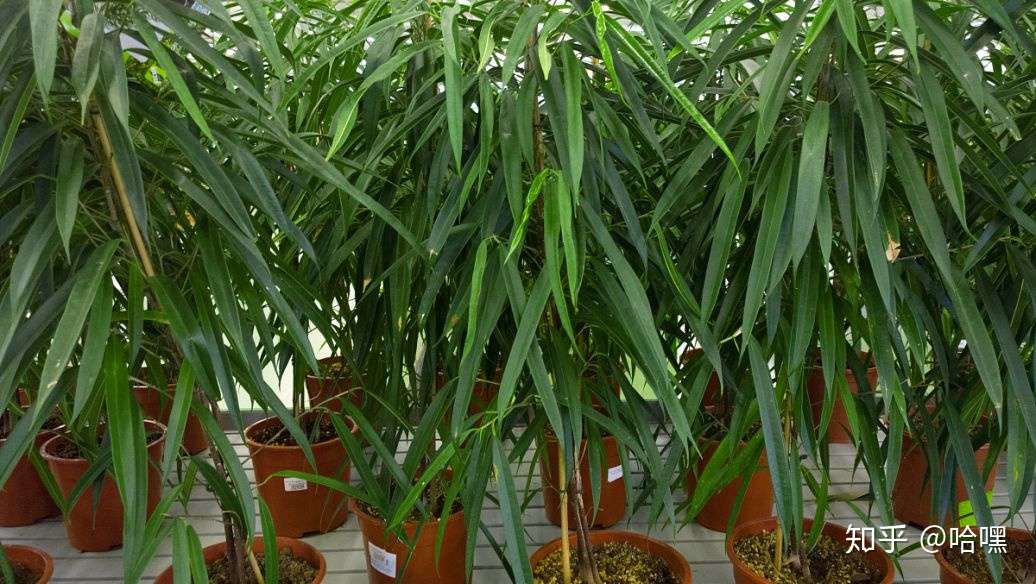 办公室装修绿植的摆放是有讲究的 快来看看 知乎