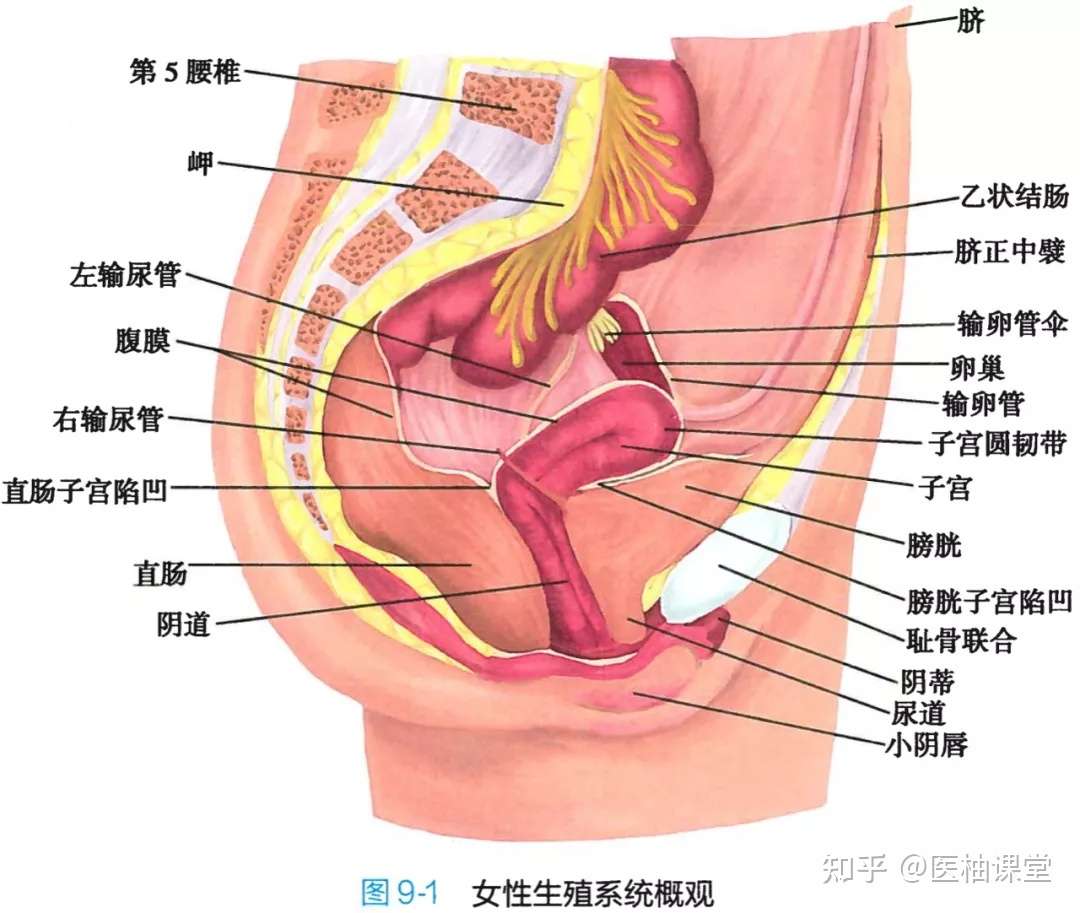 解剖学高清图谱女性生殖系统 知乎