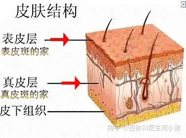 怎么让皮肤从底子好起来皮肤科医生来揭秘你的脸皮