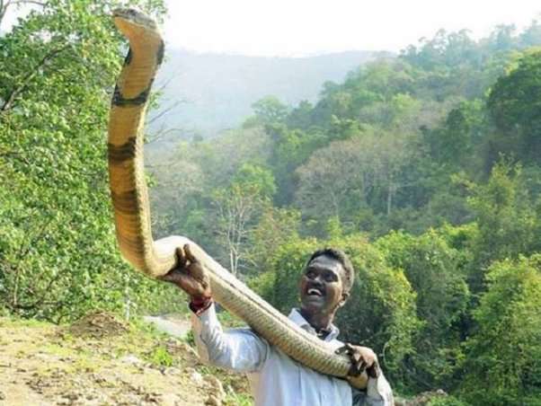 如果有个娃 的想法: 地球上最大的眼镜蛇的称号属于强大的眼镜