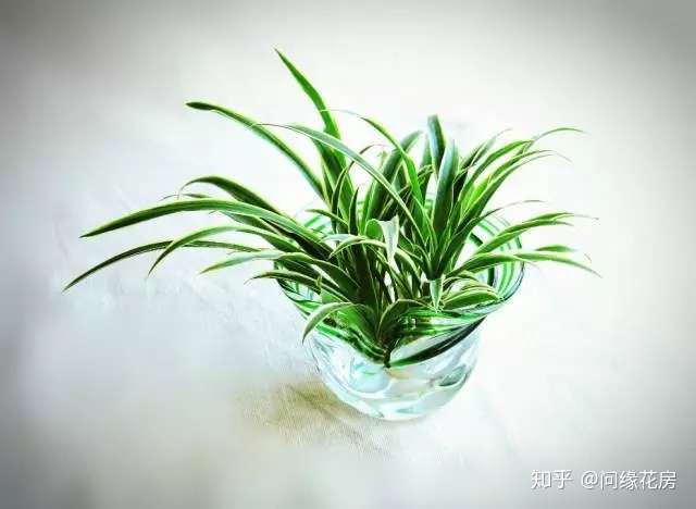 水培植物烂根 那是你没有点进来看 知乎