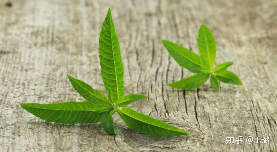 法国花草茶infusion简介 知乎