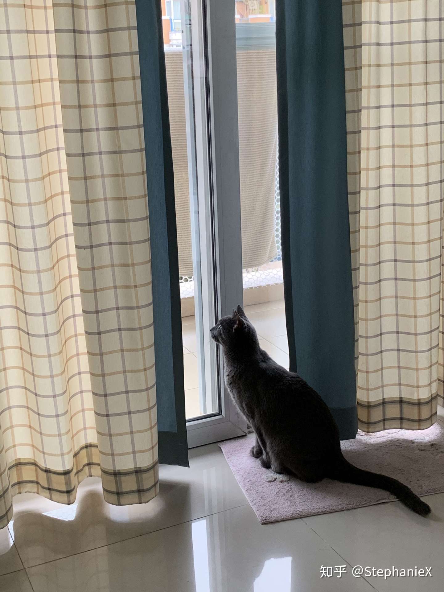 从美国带两只猫回国攻略 非直飞 带猫上飞机 知乎