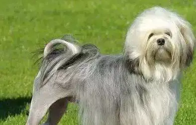 每日一宠 罗秦犬 知乎