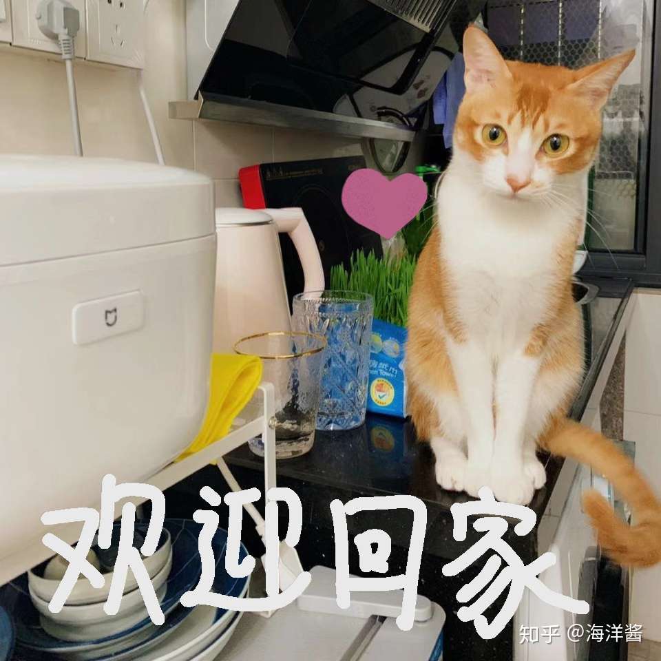 别扯了 猫也会抑郁 记录陪猫咪治疗抑郁的三个月 知乎