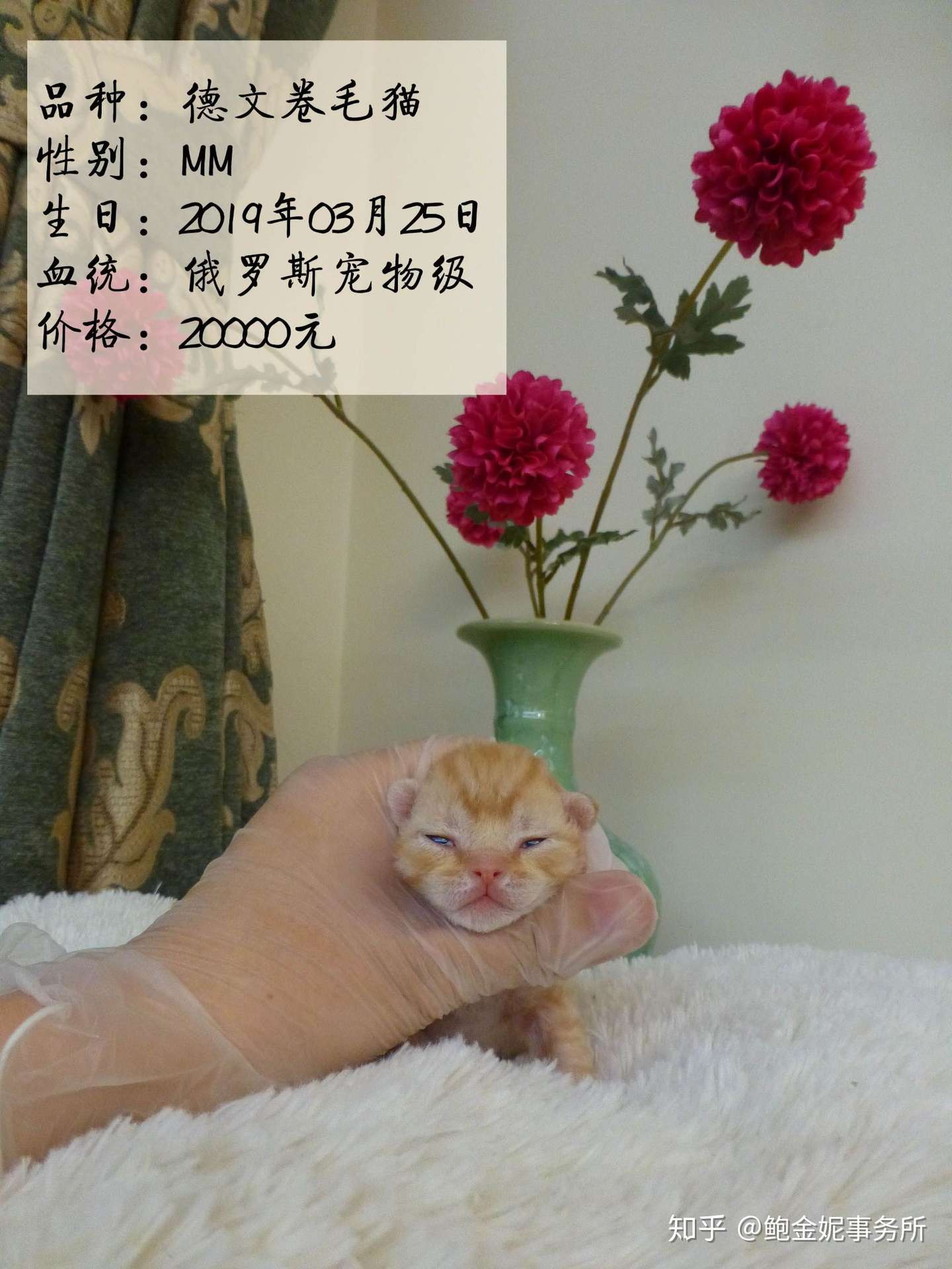 Ginny Bao Cattery 德文猫舍 知乎 Ginny Bao Cattery 德文猫舍 知乎
