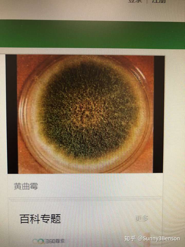 茶杯里的茶叶发霉是黄曲霉素吗