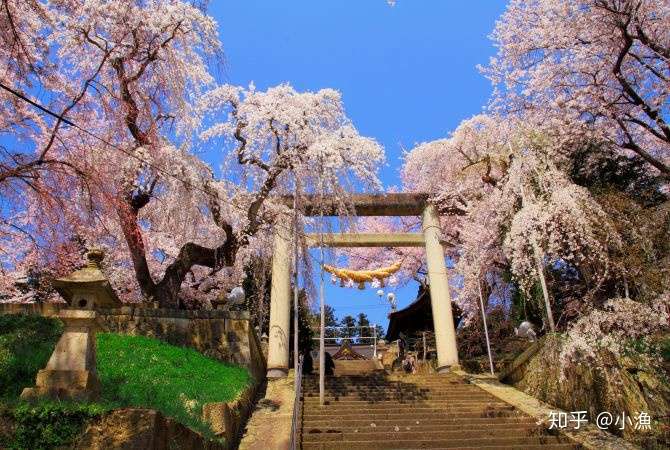 看日本 樱花 东北赏樱 知乎