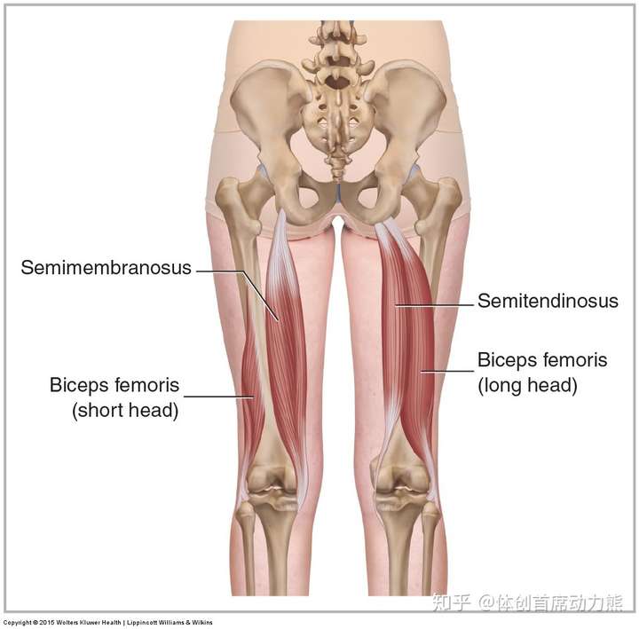 如何拉伸腘绳肌?