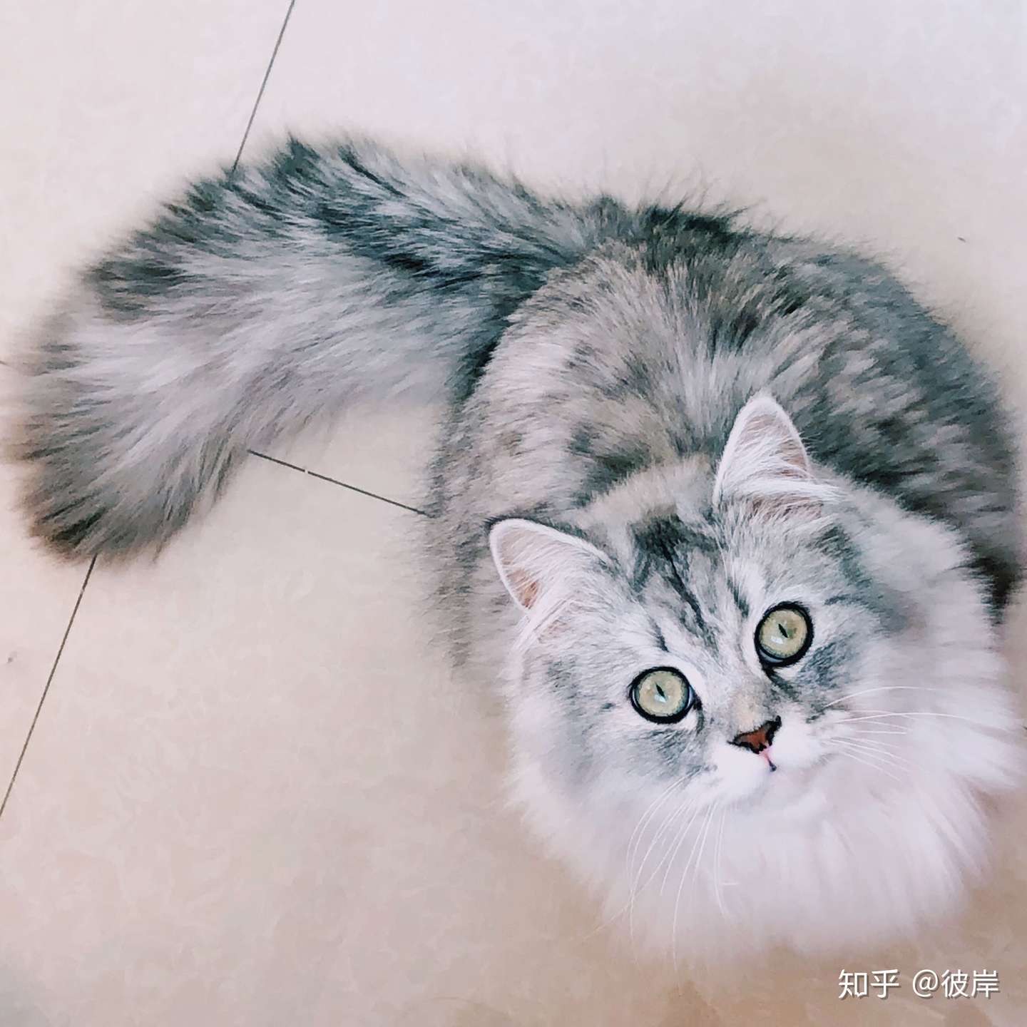 满满对抗猫腹水记录- 知乎