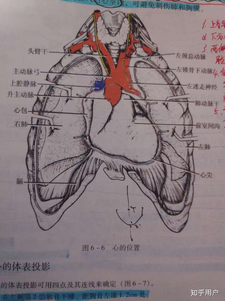 心脏在乳房什么位置图片