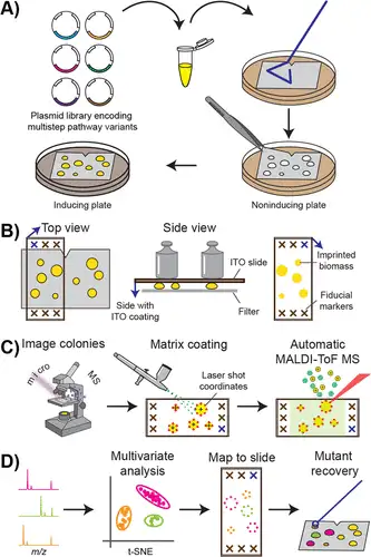 1机器视觉引导的maldi-tof高通量质谱筛选(si et al. 2017)