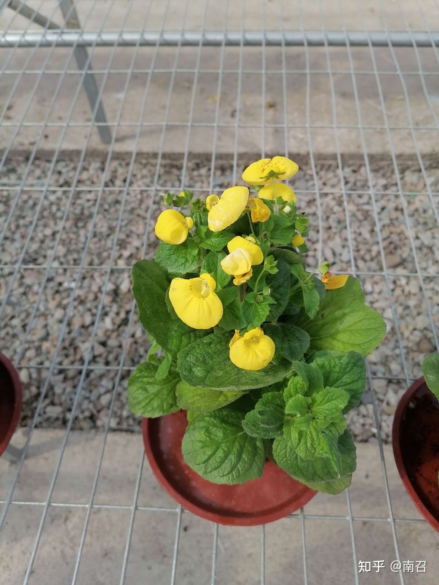 送给爱植物人士的礼物 知乎