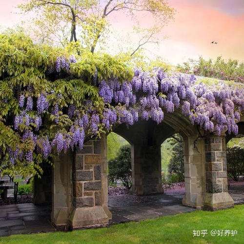 最美人间四月天 遇见最美的紫藤盆景 知乎