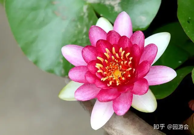 简单几步，手把手教你培养碗莲，开花其实很简单(碗莲怎么养能开花)