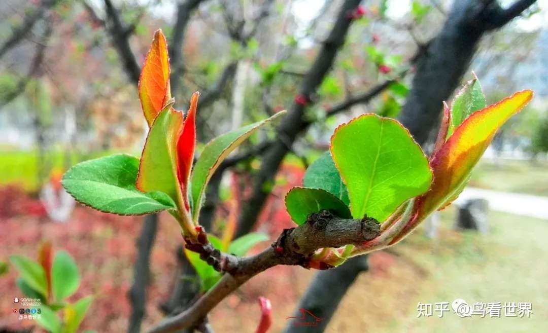 摄影 春天 就是拈花惹草的季节 知乎