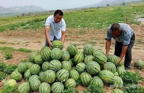 最全的西瓜种植技术 怎么种出又大又甜的好西瓜 知乎