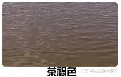 养殖水色讲究"肥,活,嫩,爽",养殖的水体讲究以黄绿色和黄褐色为好水