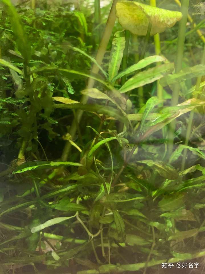 是时候给你看一下长了半年的迷你小对叶是啥样的了.