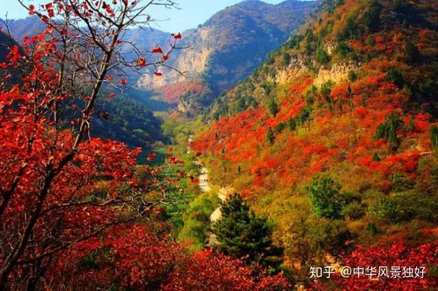 仙台山漫山遍野 色如烈焰 如火如荼 演绎着最美秋色 知乎