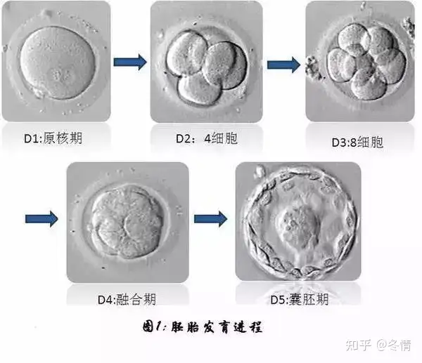 广州借卵费用（“顶流”级别的胚胎长啥样？）