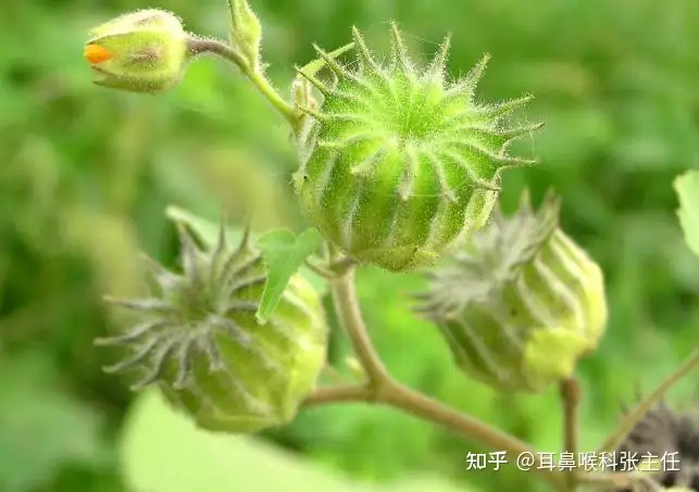 干貨滿滿（治療耳鳴的野草）什么草藥治療耳鳴最有效，田間常見的一株草，竟然是止耳鳴的一把好手！，如何提高情商和說話技巧，