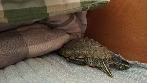 v2-d01c3f5ead88c5cccc6dedfb769fa8a5_720w.jpg?source=1940ef5c