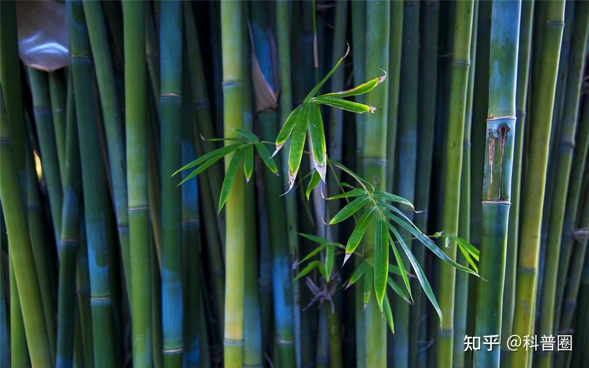 竹子开花 马上搬家 竹子开花难道真是 大灾变 的前兆 知乎