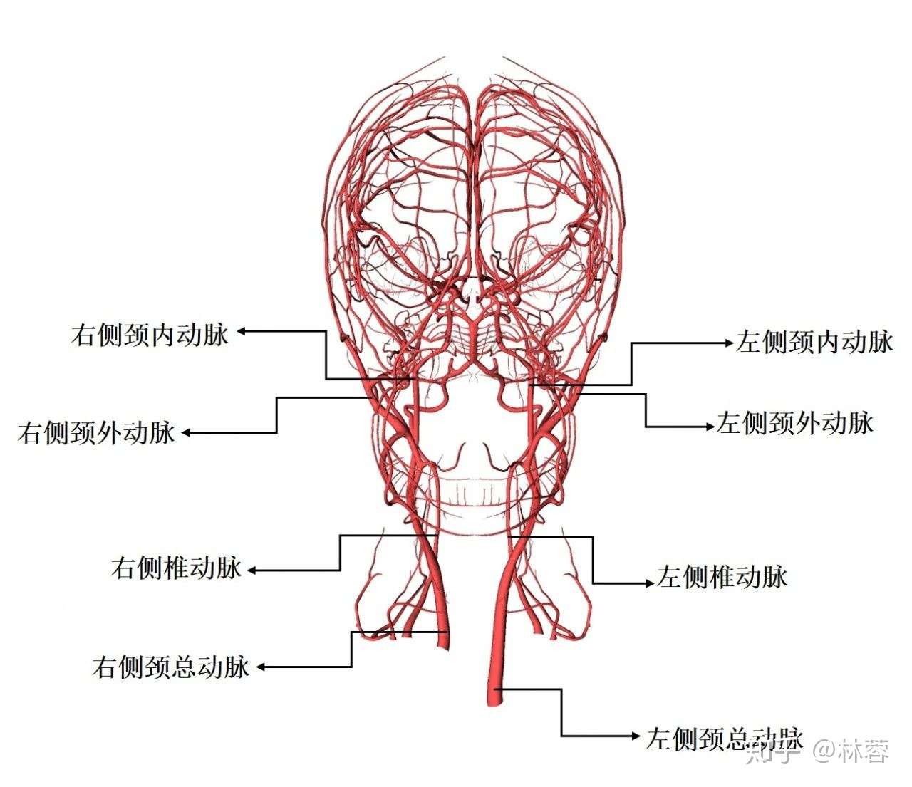 腹部外的超声检查 你又知多少 知乎