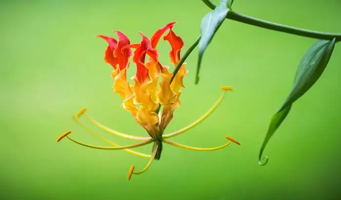 6月下旬诞生花 知乎