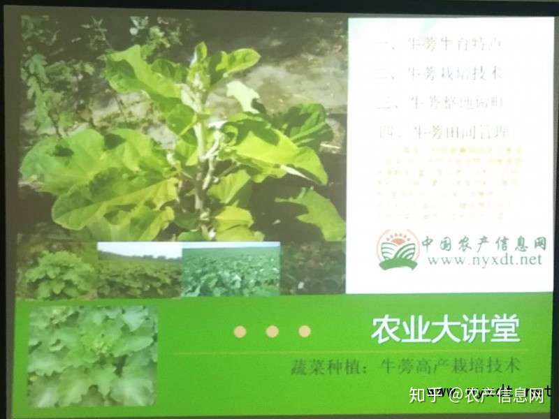 蔬菜种植 牛蒡高产栽培技术 知乎