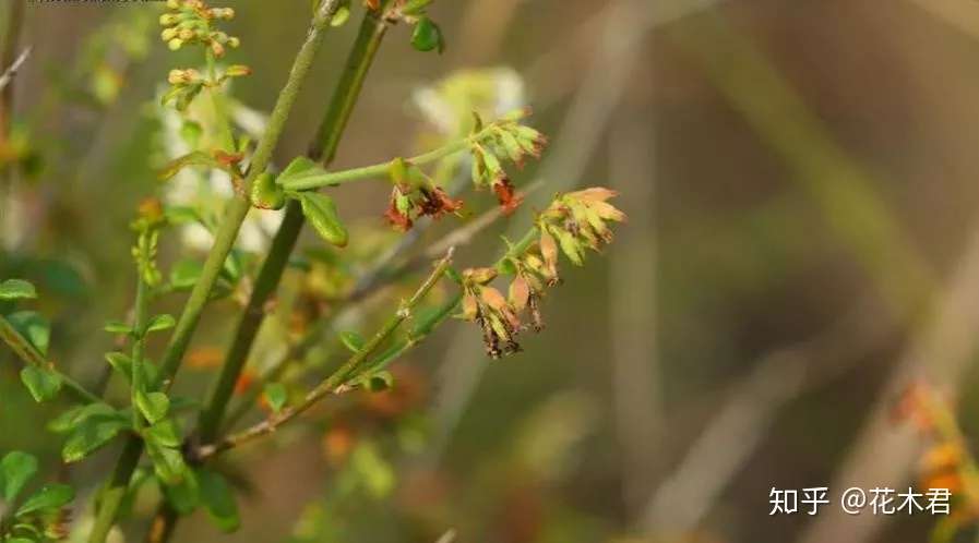 什么 您也叫丁茜 我说的却是国家级珍稀濒危物种 知乎