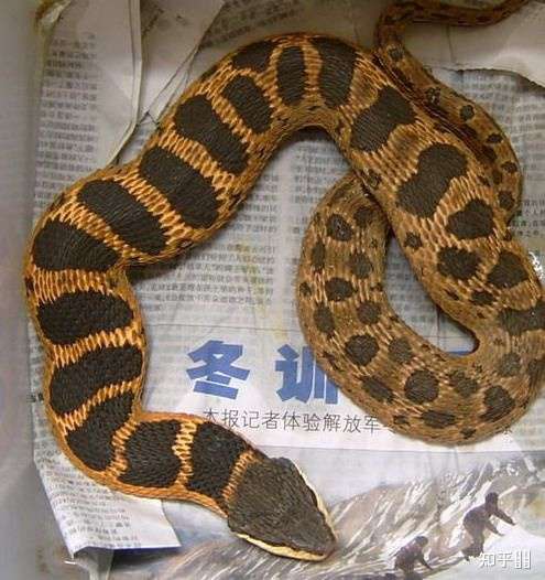 问我蛇之后就悄无声息的,麻烦你们带点礼貌 你看看是不是环纹华游蛇吧