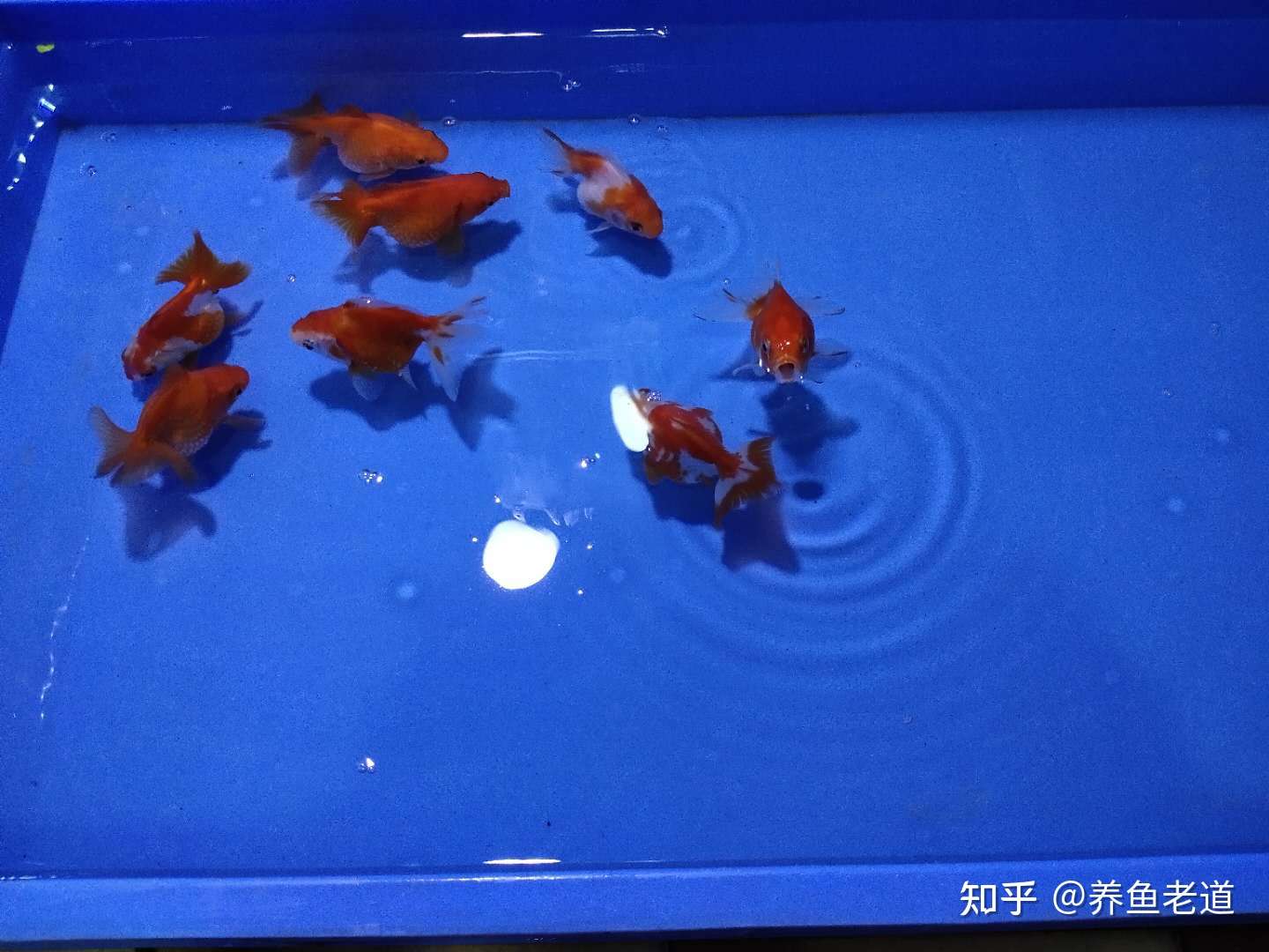 金魚寄生虫種類