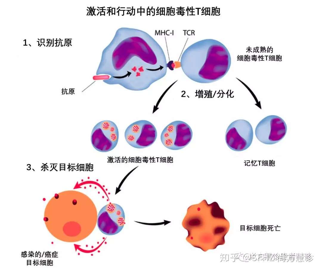 肿瘤免疫治疗患者手册 副作用及应对管理 知乎