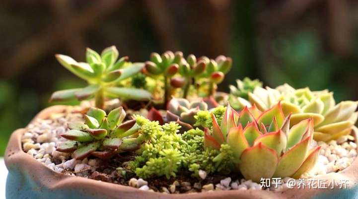 夏天养多肉 3种浇水方式不可取 正确浇水才能不黑腐 知乎
