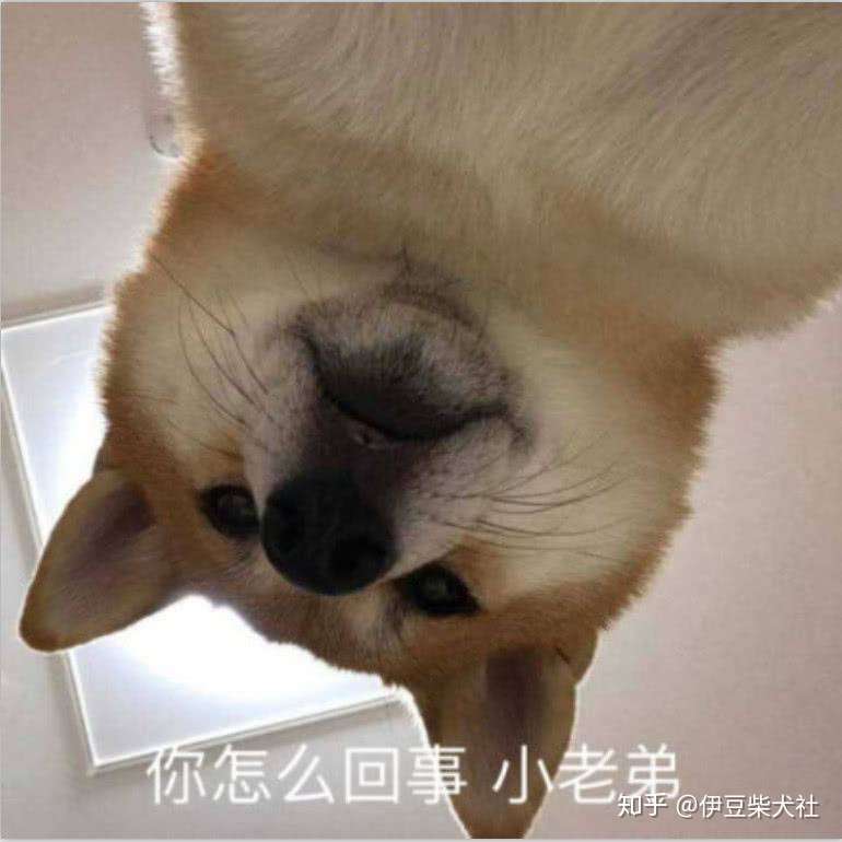 几百块买来的柴犬怎么长得像大黄 为你揭开买柴骗局 知乎