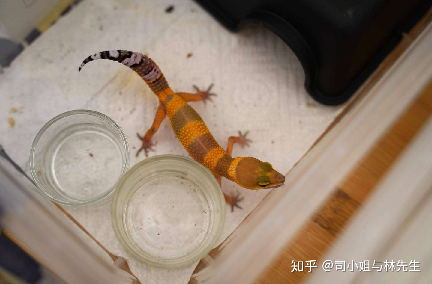 如何饲养一只豹纹守宫 爬宠爱好入门 中集 知乎